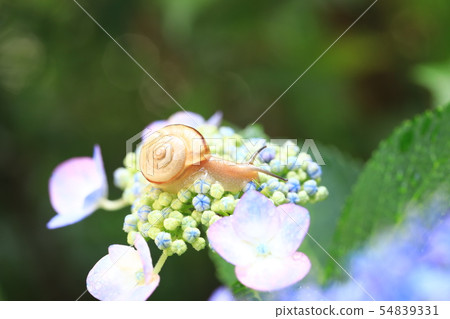 蝸牛1200 54839331