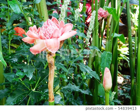 Torch ginger in the tropical botanical garden of Tokiwa Park 54839413
