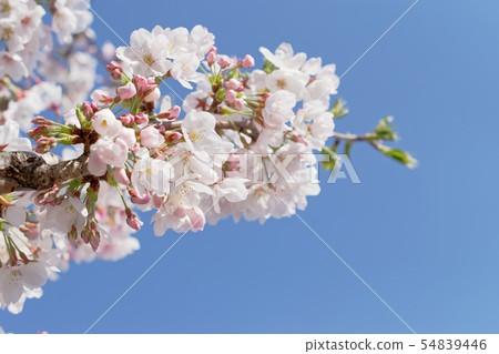 Cherry blossoms and blue sky Cherry blossoms and blue sky 54839446