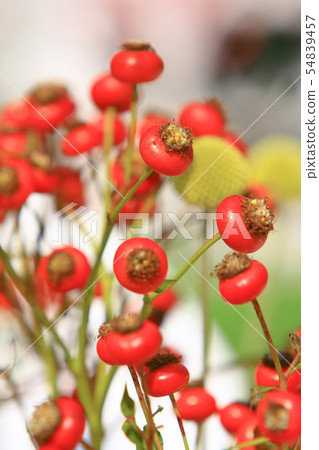 a flower at hong kong flower show 2009 54839457