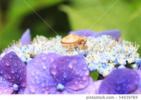 Snail 985 Snail 985 54839769