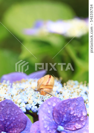 Snail 1009 Snail 1009 54839784
