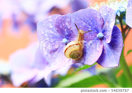 Snail 1014 Snail 1014 54839787