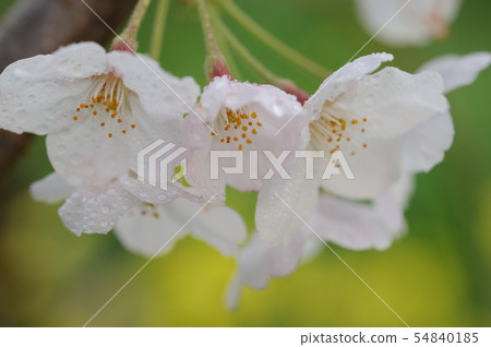 櫻花 櫻花 54840185