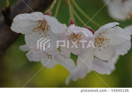 櫻花 櫻花 54840186