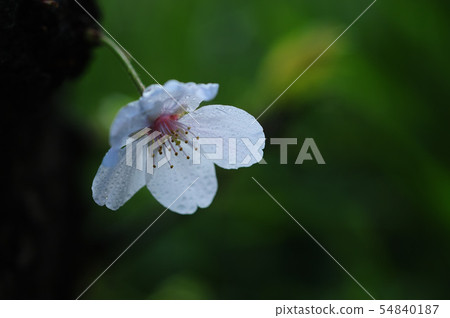 櫻花 櫻花 54840187