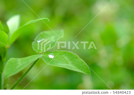 Red clover and salmon Red clover and salmon 54840423