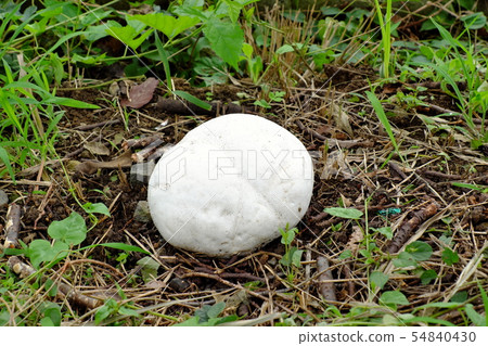 Onyxesbe Onyxesbe 54840430