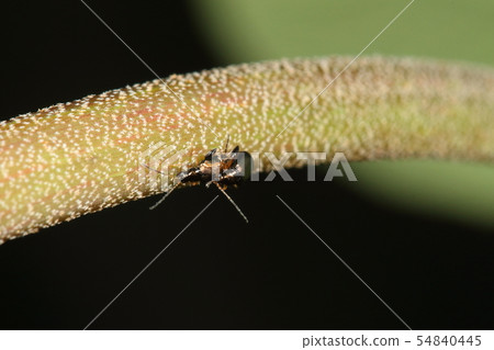 生物昆蟲鯊魚甲蟲在餵食草Akamegashiwa交配 54840445