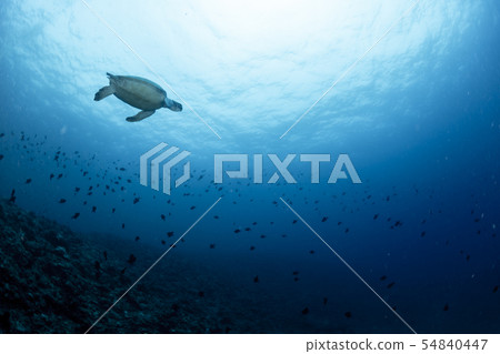 Green turtle Green turtle 54840447