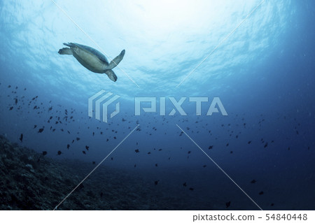 Green turtle Green turtle 54840448