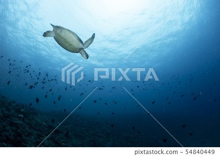 Green turtle Green turtle 54840449