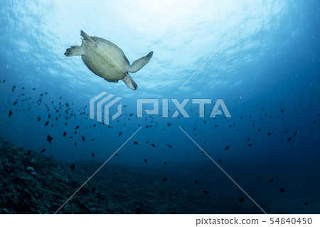 綠海龜 54840450