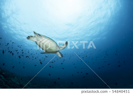 Green turtle 54840451