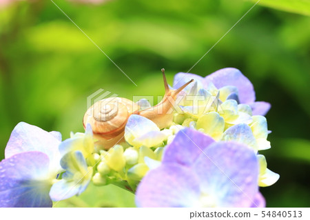 Snail 799 Snail 799 54840513