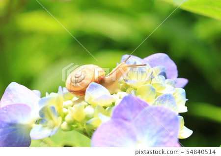 Snail 803 Snail 803 54840514