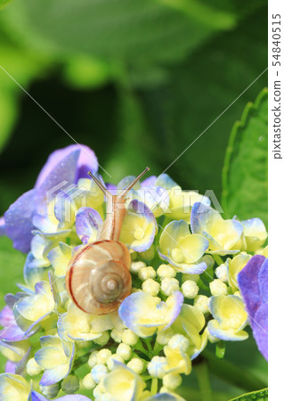 Snail 804 Snail 804 54840515