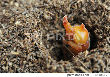 Beetle pupa Beetle pupa 54840617