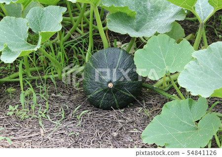 Pumpkin cultivation Pumpkin cultivation 54841126