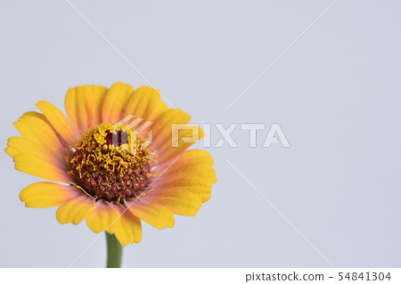 Affiliation 54841304