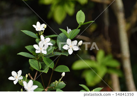 Small white flowers 54841350