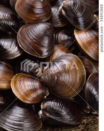 Shijimi Hokkaido Lake Abashiri Lake Shijimi Hokkaido Lake Abashiri Lake 54841668