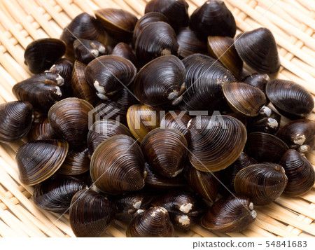 Shijimi Hokkaido Lake Abashiri Lake 54841683