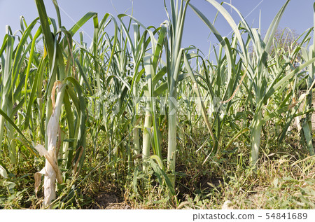 Growing bio leeks in the northern Bulgaria in the 54841689