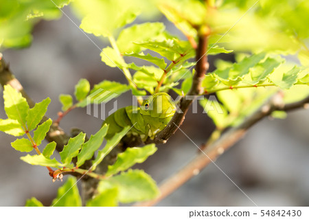 Swallowtail butterfly 54842430