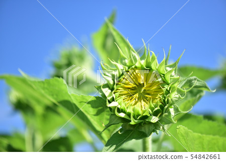 年輕的向日葵，柿子 54842661