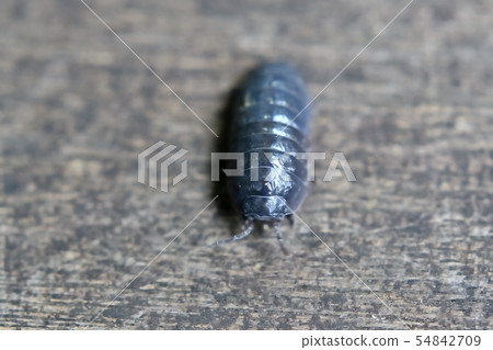 Dango rubber 54842709