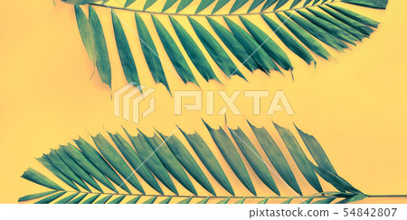 Variations Tropical Palm Leaves Flat Lay Top View Variations Tropical Palm Leaves Flat Lay Top View 54842807