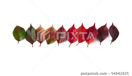 Autumn leaf color transition Autumn leaf color transition 54842835
