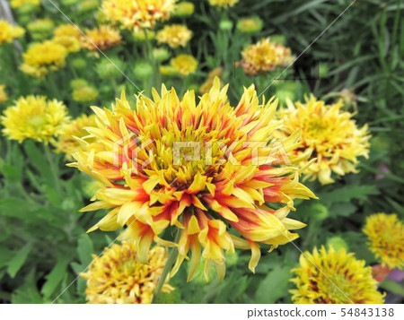 Gailarudia Gailarudia 54843138