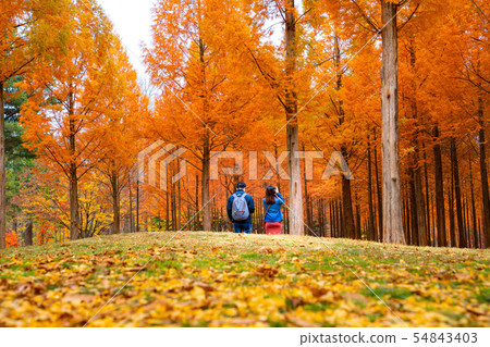 Korean couple walking in nami park in nami island 54843403