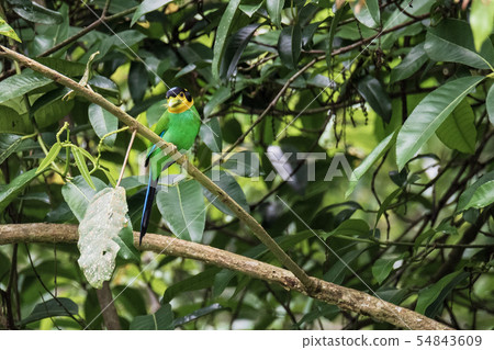 Long-tailed Broadbill sticking on branches Long-tailed Broadbill sticking on branches 54843609