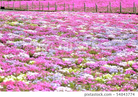富士芝麻櫻花節的風景(8) 富士芝麻櫻花節的風景(8) 54843774