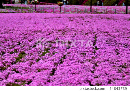 Scenery of the Fuji Shiba Sakura Festival (23) 54843789
