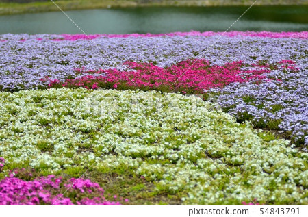 Scenery of the Fuji Shiba Sakura Festival (25) 54843791