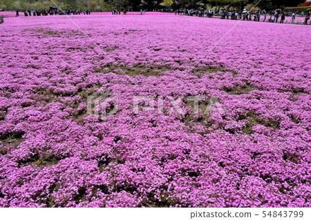 Scenery of the Fuji Shiba Sakura Festival (32) Scenery of the Fuji Shiba Sakura Festival (32) 54843799