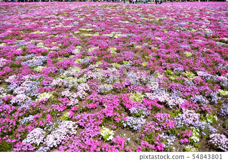 Scenery of the Fuji Shiba Sakura Festival (34) 54843801