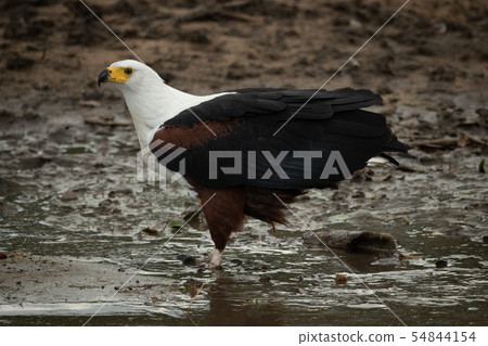 African fish eagle stands in muddy shallows African fish eagle stands in muddy shallows 54844154