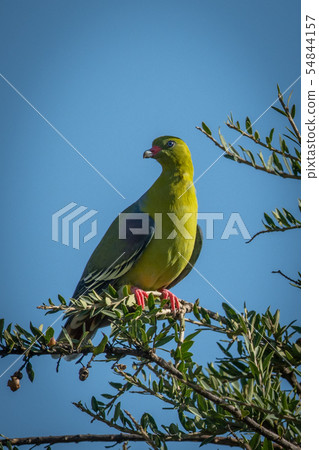 African green-pigeon turns head perched on branch 54844157