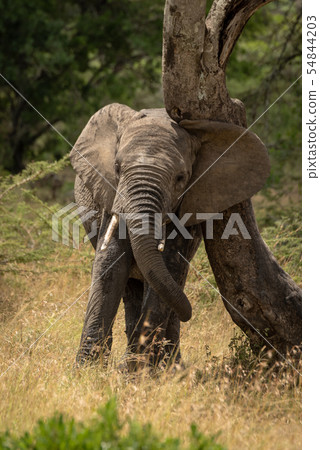 African elephant rubs its head against tree African elephant rubs its head against tree 54844203