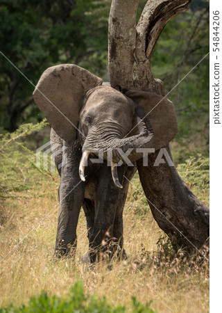 African elephant rubs its head against bent tree 54844206