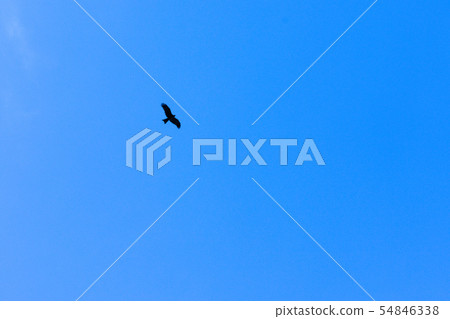 Seagull bird in flight on blue sky bright sunlight 54846338