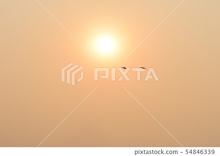 A flock of flying birds in the Summer sunset sky. 54846339