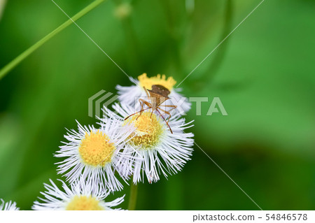 Hoshi Hararillo Helicopter bug Hoshi Hararillo Helicopter bug 54846578