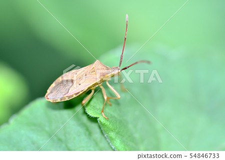 Hoshi Hararillo Helicopter bug 54846733