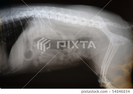 X-ray film of dog lateral view. Veterinary medicine, veterinary anatomy Concept. X-ray film of dog lateral view. Veterinary medicine, veterinary anatomy Concept. 54846834